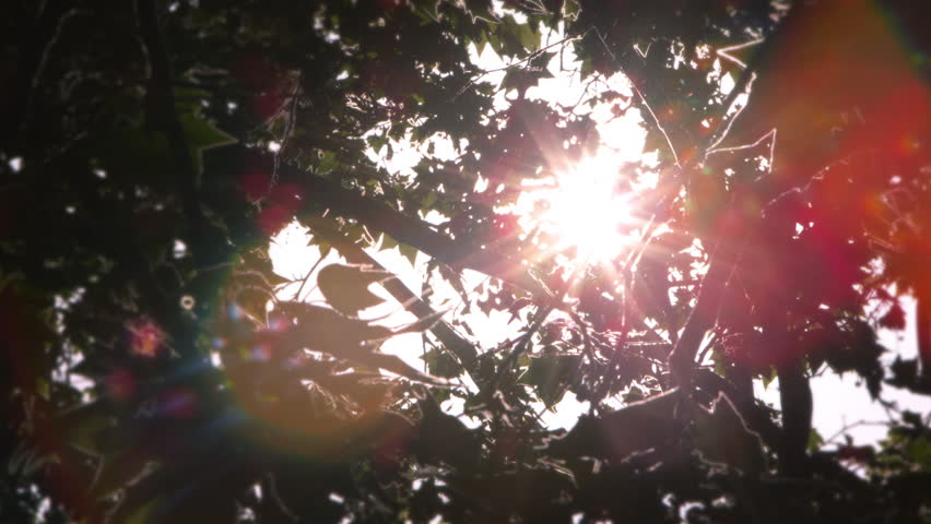 Sun behind branches of tree in Rome