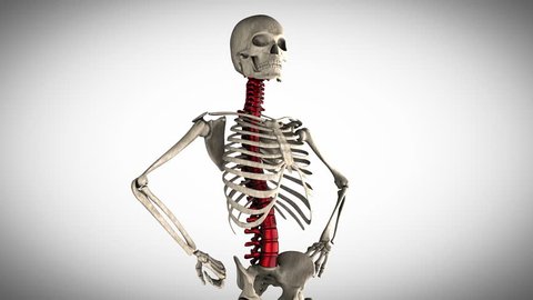 human skeleton model rotate