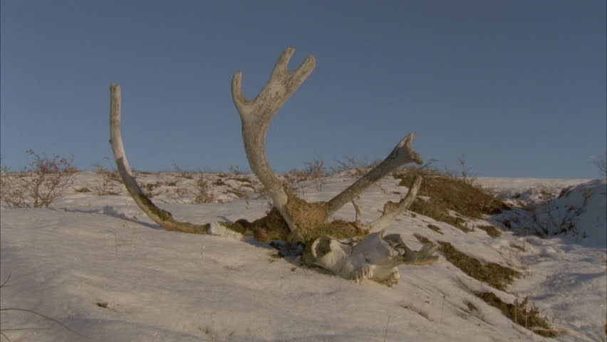 loose antlers lying on the snow covered ground