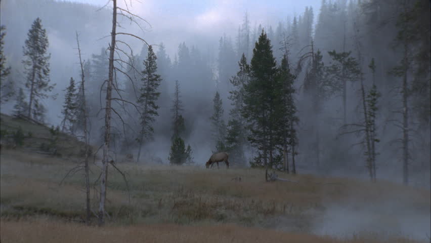 Female Elk Grazing In Misty Stock Footage Video 100 Royalty Free Shutterstock