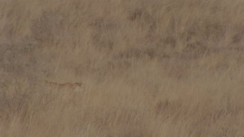 cheetah walking through long grass looking with cubs following very well camouflaged in the long grass