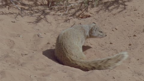 little mongoose inspecting scientist at work