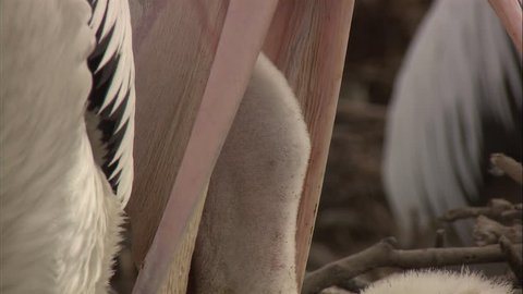 Close up of Pelican feeding hatchling