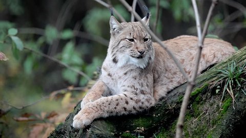 Close-up view HD footage of an Eurasian Lynx (Lynx lynx) lying and resting in a forest  - Βίντεο στοκ