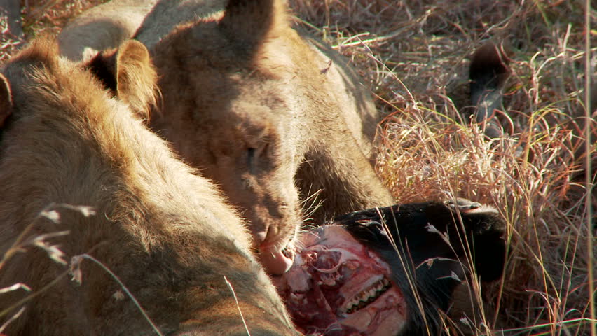 A lion licks the skull of a dead wildebeest
