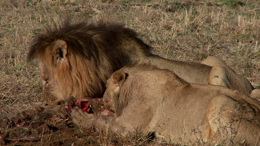 A lion drags the skull of a dead wildebeest