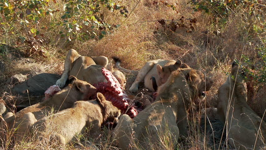A pride of lions form a circle to feed on a dead wildebeest