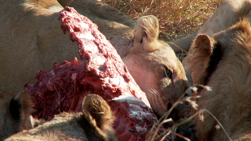 Close up of a lion tearing and biting at an exposed rib cage 