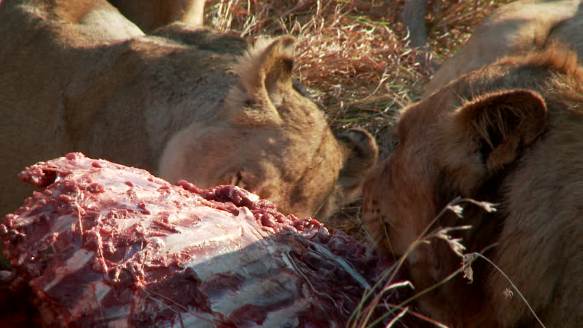A pride of lions feast on an exposed rib cage of a dead wildebeest