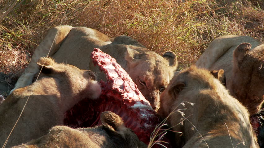 A pride of lions feeding on a fresh 