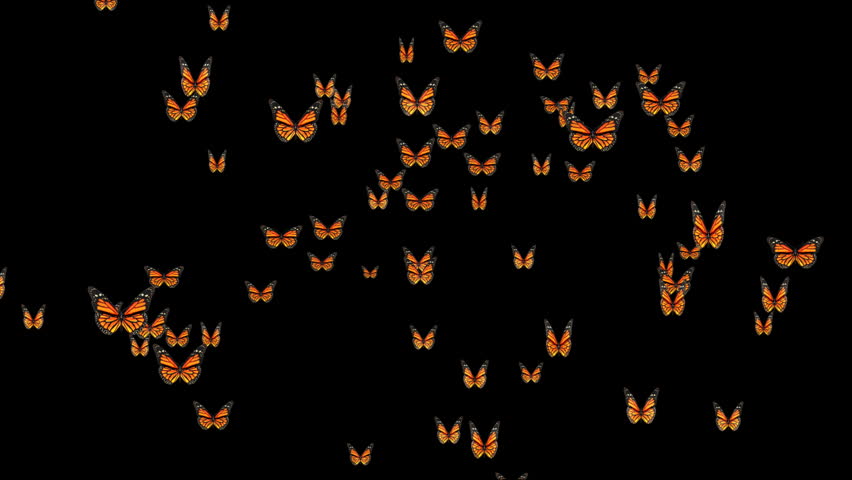 Butterflies forming internet mail symbol,Alpha Channel