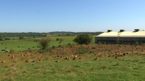 Free-range chickens in farmer's field