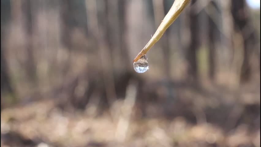 Birch sap. 
Early spring birch give a lot of juice, which is a valuable drink. 