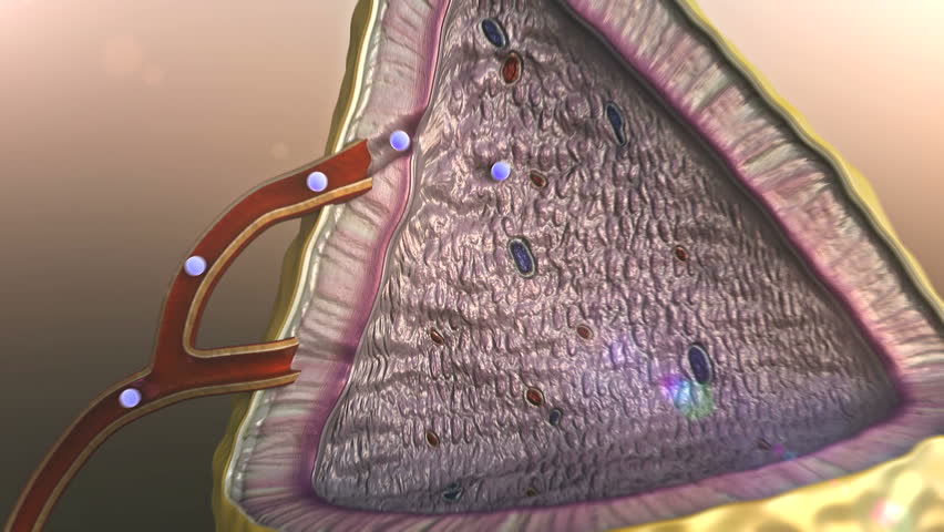 Internal Structure of Adrenal Gland, Stock Footage Video (100% Royalty ...