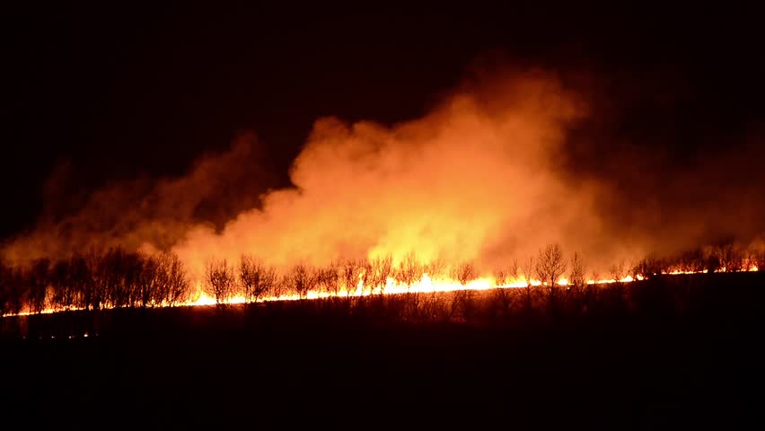 Fire in the forest. Skyline in flames. Trees burn. Night fire | Shutterstock HD Video #5825792