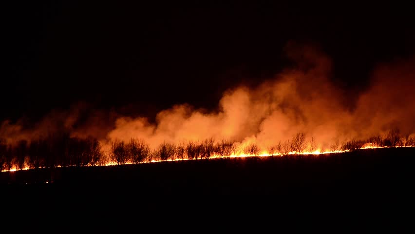 Fire in the forest. Skyline in flames. Trees burn. Night fire | Shutterstock HD Video #5825843