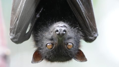 Head Closeup of a Flying Fox, a huge bat