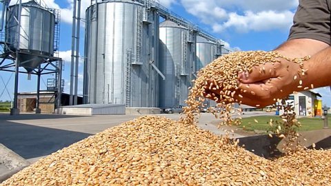 Wheat grain in a hand after good harvest of successful farmer, slow motion, in a background agricultural silo