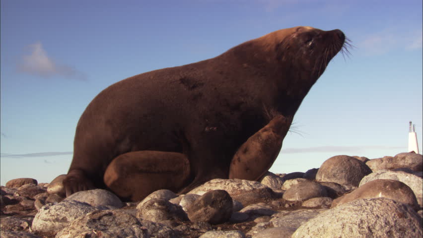 Australian Sea Lions Mating On Shore Stock Footage Video 100 Royalty Free 5832614 Shutterstock