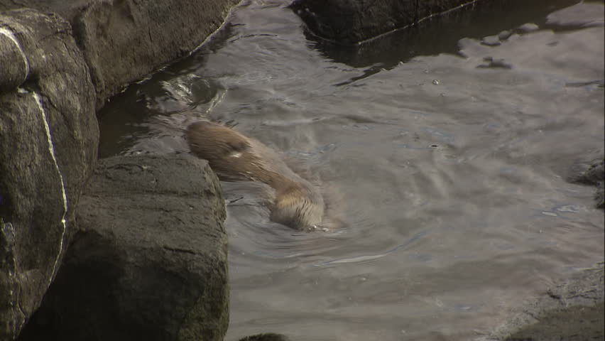 Pair of Australian Sea Lion pups in the shallows