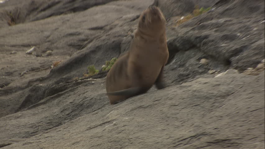 Pair of Australian Sea Lion pups waddling on shore