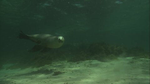 Australian Sea Lions swimming underwater