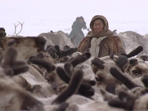 Yamal Peninsula, Russian Federation - Circa May 2004 - Nenet go hunting reindeers with lasso