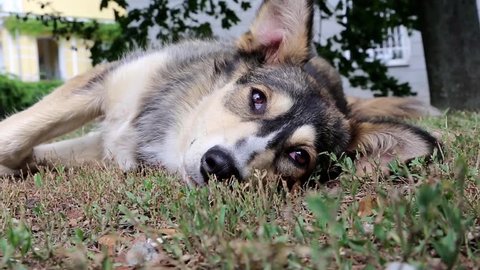 Dog lying on the grass Stock Video