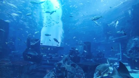 Big Aquarium