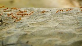Video 1920x1080 - Red ants move along the tree bark