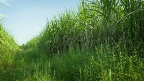Video 1920x1080 - Sugarcane fields. Thailand. Sukhothai