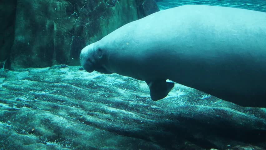 Manatee in Aquarium Stock Footage Video (100% Royalty-free) 5842358 ...