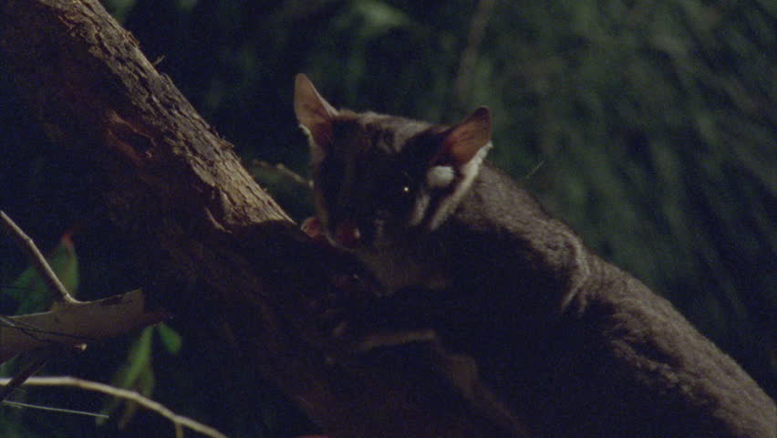 Sugar Glider On a Tree Stock Footage Video (100% Royalty-free) 5844983
