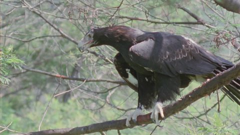 Close up of Wedge-tailed Eagle taking off from a tree