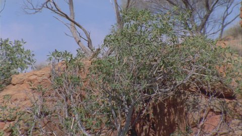 Western Bowerbird hidden in tree branches