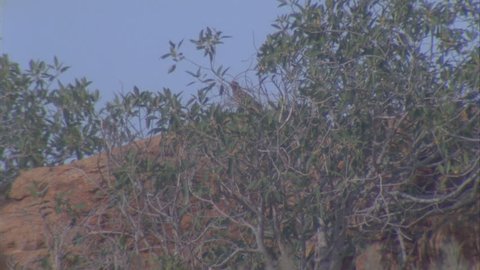 Western Bowerbird hidden in dry undergrowth