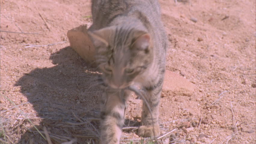 Feral Cat Carrying Lizard Stock Footage Video 100 Royalty Free 5845721 Shutterstock