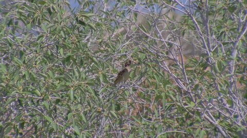 Western Bowerbird hidden in tree branches
