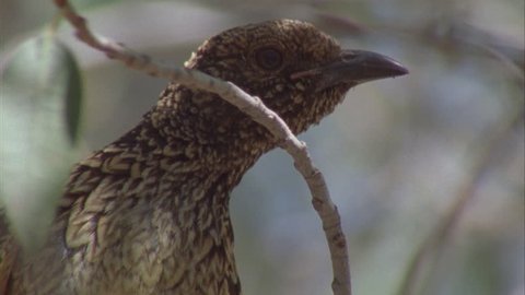 Close up of Western Bowerbird perched in a tree