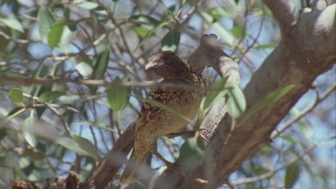 Western Bowerbird perched in a tree