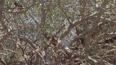 Western Bowerbird perched in a tree