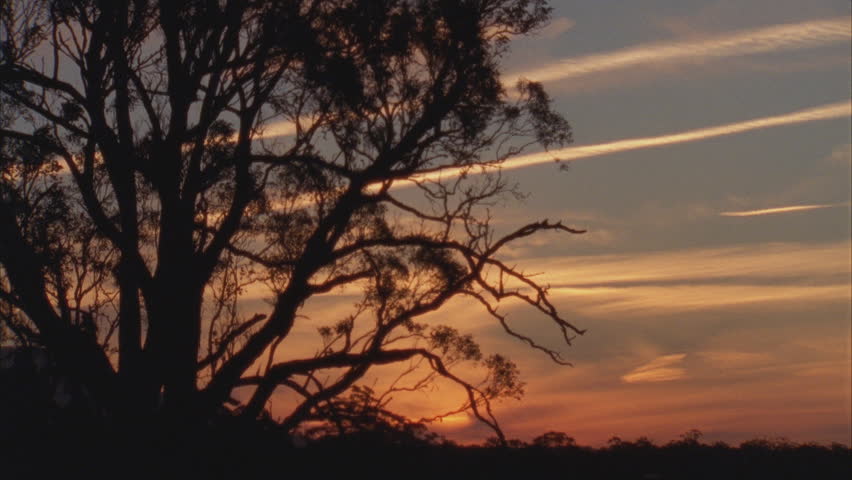 Sunset behind a tree