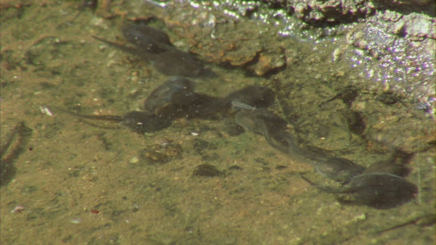 Cloud of Tadpoles swimming underwater