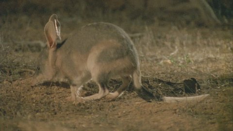Bilby in the dirt