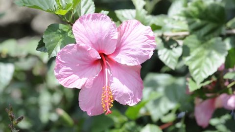 Hibiscus Flower Stock Footage Video (100% Royalty-free) 584734 ...