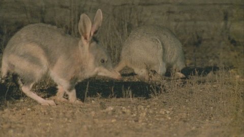Bilby and Burrowing Bettong in the dirt