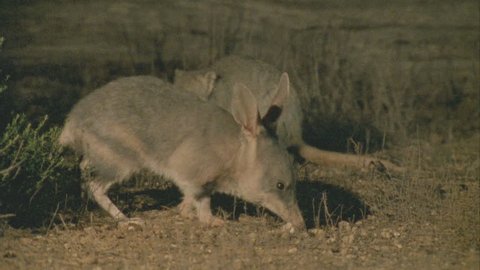 Bilby and Burrowing Bettong in the dirt