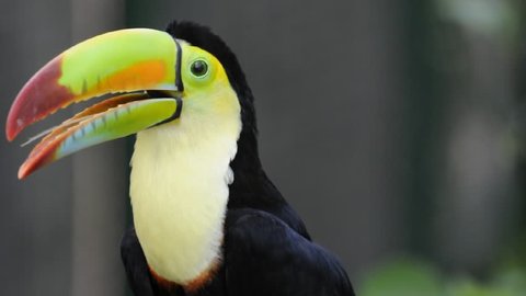 Kell-beilled Toucan: film stockowy