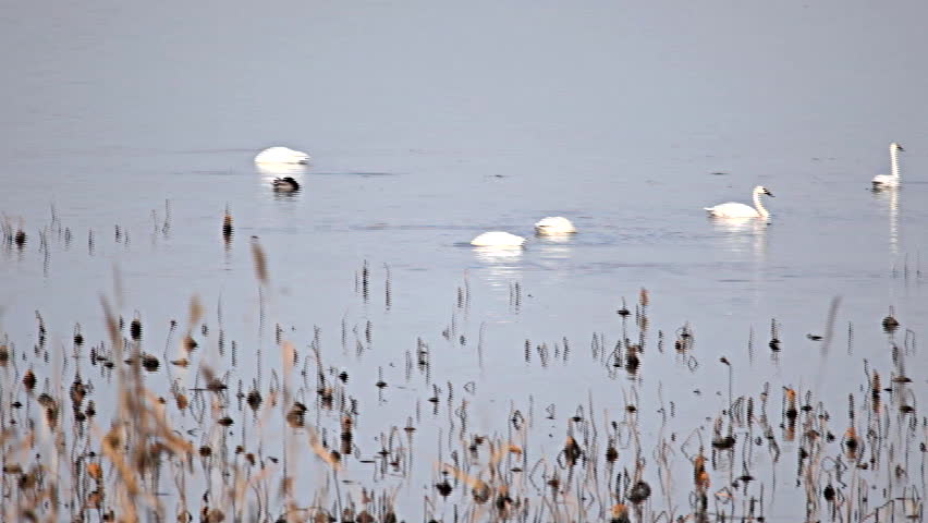 Tundra Swans and ducks feeding and resting in the Mississippi River backwaters in southern Minnesota during fall migration.