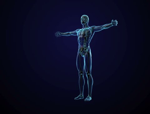 Human Anatomy Cg Animated の動画素材 ロイヤリティフリー Shutterstock